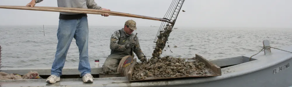 For many east coasters, fall is synonymous with oysters. Here's a list of the top Oyster Festivals to try this fall.